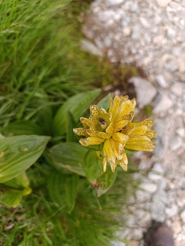 spotted gentian (Gentiana punctata)