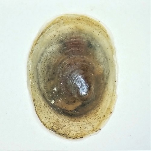 American lake limpet