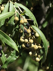 Ozoroa paniculosa paniculosa