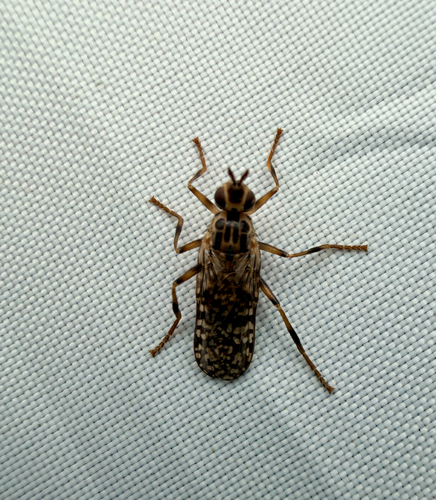 Unknown species found near Hedgestone Dr, San Antonio, TX, US