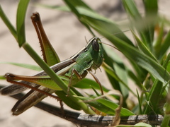 Staurorhectus longicornis