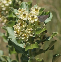 Pachycarpus lebomboensis