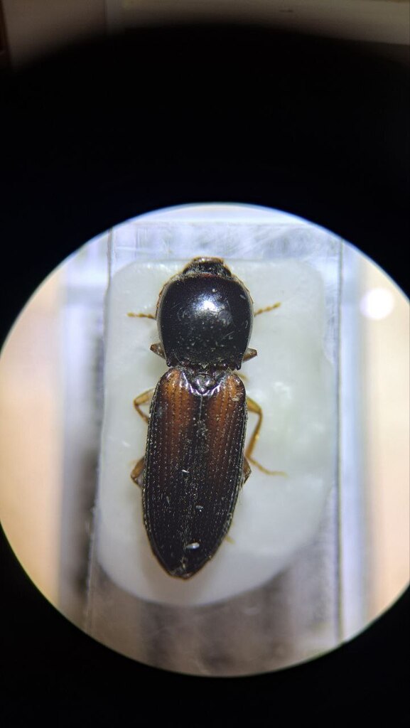 Cardiophorus hauseri