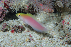 Long-Tail Dottyback photo 4