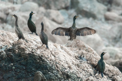 Gulosus aristotelis desmarestii