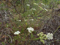 Dasispermum grandicarpum