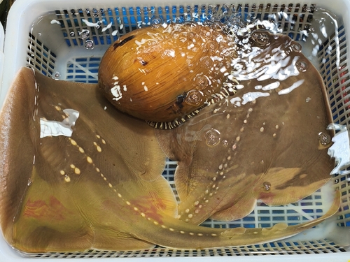Amoy fanray (Platyrhina sinensis) — Platyrhinidae — 4