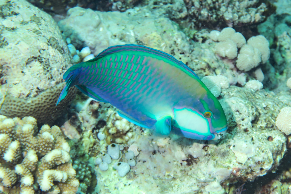 Bleeker's parrotfish (Chlorurus bleekeri) — Scaridae