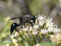 Stangeella cyaniventris