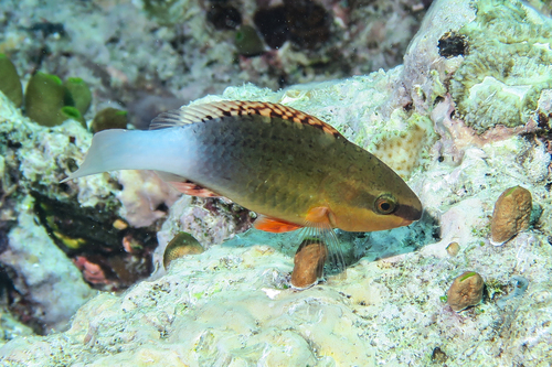 Toomband-papegaaivis (Scarus frenatus) — Scaridae — 2