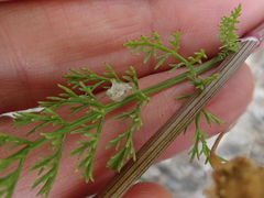Dasispermum grandicarpum