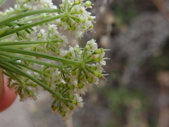 Dasispermum grandicarpum
