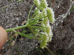 Dasispermum grandicarpum