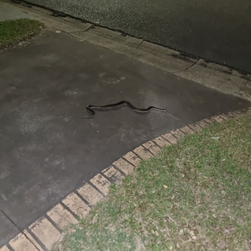 Spotted Python