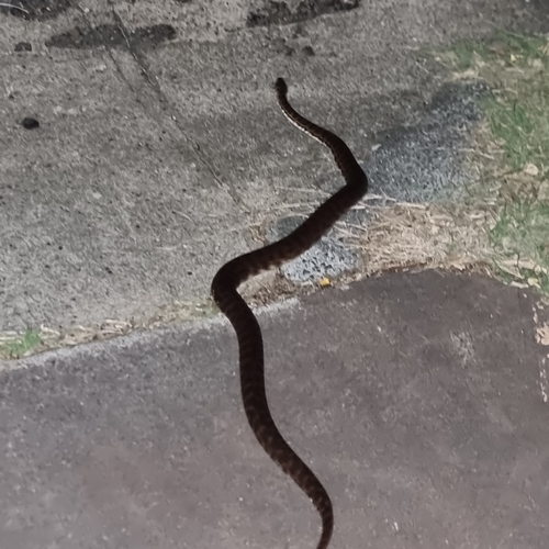 Spotted Python
