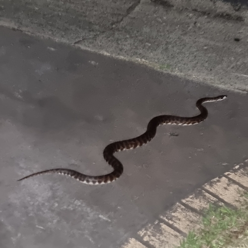 Spotted Python
