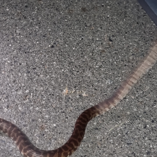 Spotted Python