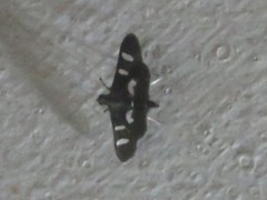 Desmia clarkei