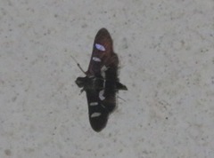 Desmia clarkei