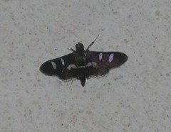 Desmia clarkei