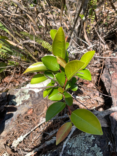 Common Glochidion (Glochidion rubrum)