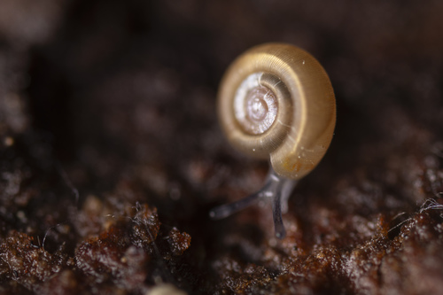 Macrophallikoropa belli observed 2026-03-14