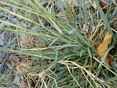 Sporobolus spicatus