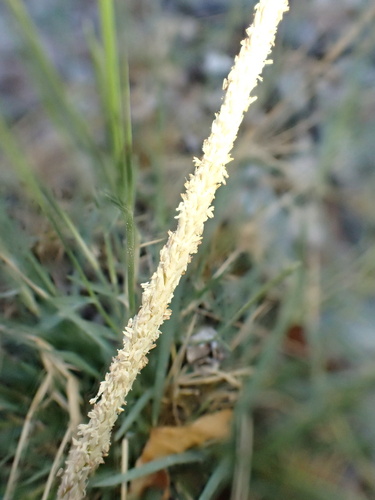 Sporobolus spicatus, photograph 5