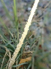 Sporobolus spicatus, photograph author not stated, no rights reserved