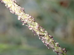 Sporobolus spicatus, photograph author not stated, no rights reserved