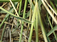 Sporobolus spicatus, photograph author not stated, no rights reserved