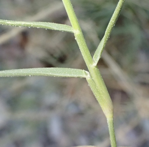 Sporobolus spicatus, photograph 3