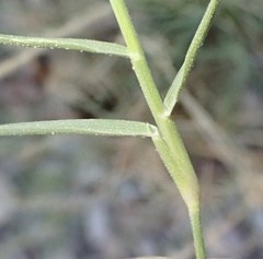 Sporobolus spicatus, photograph author not stated, no rights reserved