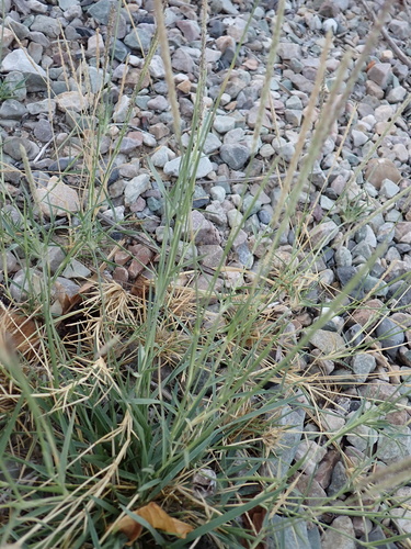 Sporobolus spicatus, photograph 2