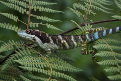 Colombian Giant Anole photo 3
