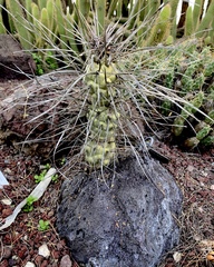 Tephrocactus