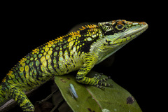 Colombian Giant Anole photo 2