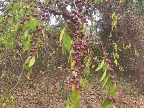 buffalo-thorn