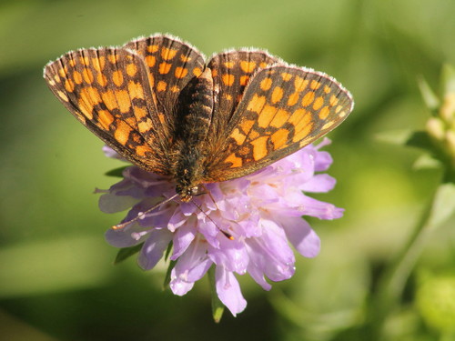 Southern Heath Fritillary