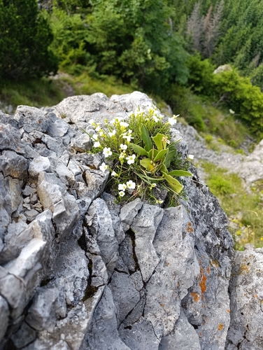 Blue Saxifrage (Saxifraga caesia)