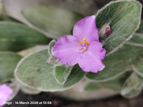 Tradescantia sillamontana