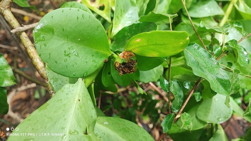 Pereskia sacharosa, photograph 2