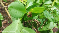 Pereskia sacharosa, photograph (c) Thomaz Ricardo Favreto Sinani, some rights reserved (CC BY)