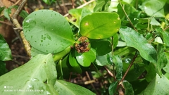 Pereskia sacharosa, photograph (c) Thomaz Ricardo Favreto Sinani, some rights reserved (CC BY)