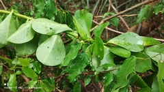 Pereskia sacharosa, photograph (c) Thomaz Ricardo Favreto Sinani, some rights reserved (CC BY)