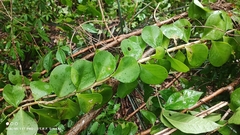 Pereskia sacharosa, photograph (c) Thomaz Ricardo Favreto Sinani, some rights reserved (CC BY)