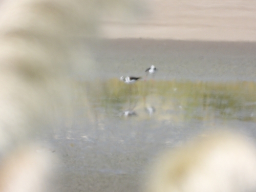 Black-necked Stilt