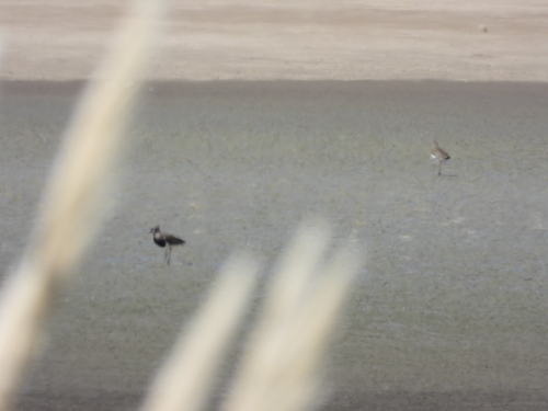 Southern Lapwing