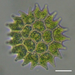 Pseudopediastrum boryanum