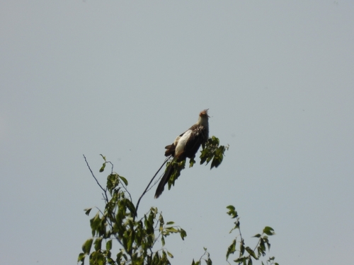 Guira Cuckoo